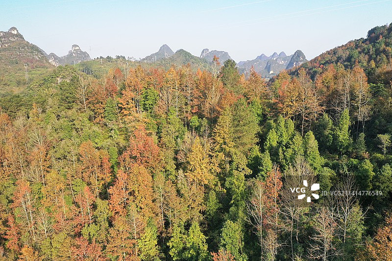 航拍广西百色市德保县红叶森林图片素材