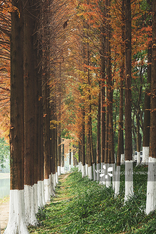 深秋初冬季节成都升仙湖公园的红杉林图片素材