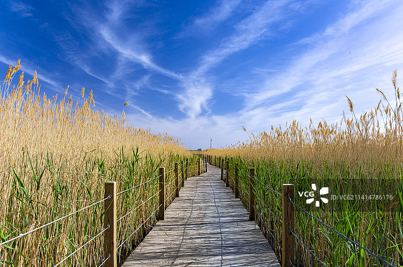内蒙古额济纳旗居延海景区芦苇荡木栈道图片素材