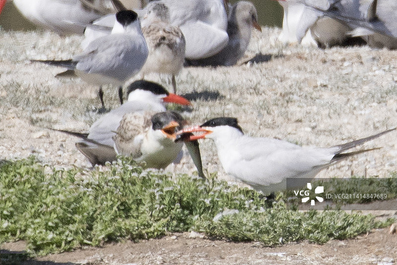 里海燕鸥喂鱼给雏鸟图片素材