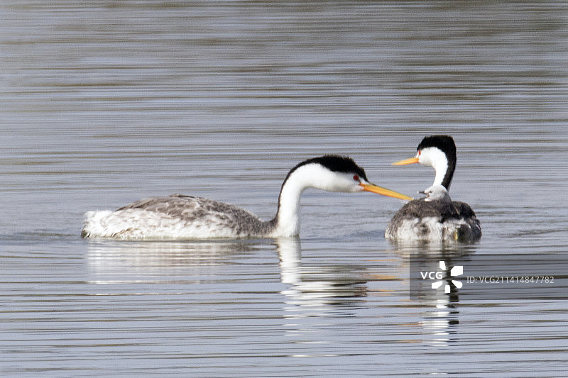 一对游动中的西部鸊鷉，一只幼鸟伏在其中一只的背上图片素材