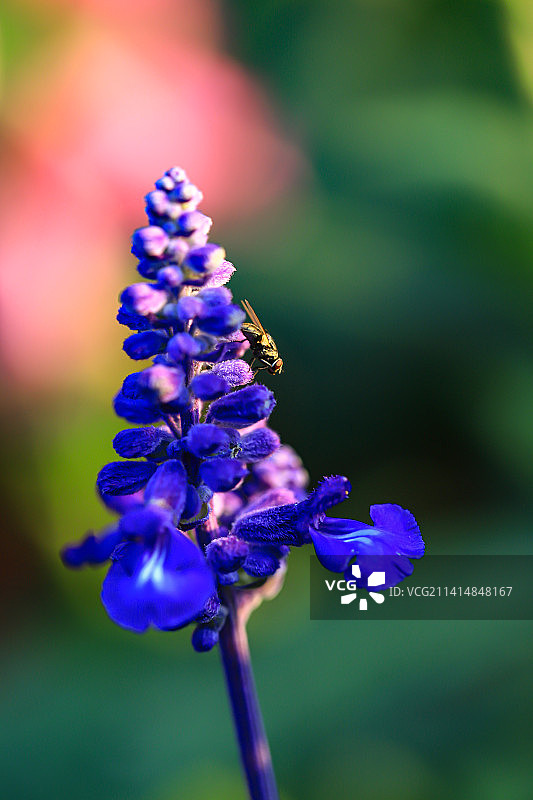 鼠尾草图片素材