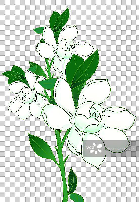 栀子花花卉植物标本设计装饰插画插花图片素材