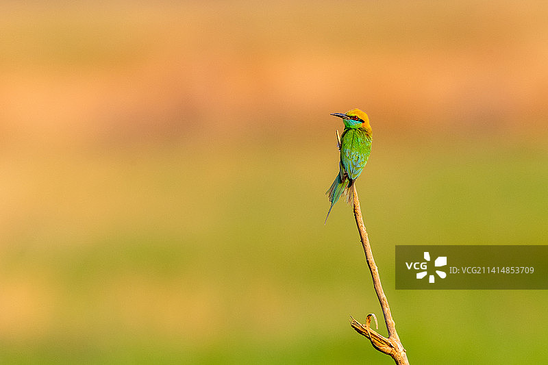 绿喉蜂虎图片素材