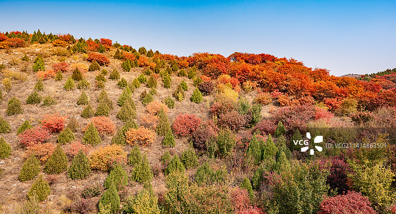 秋天北京舞彩浅山漫山红叶图片素材