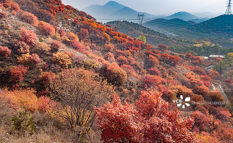 秋天北京舞彩浅山漫山红叶图片素材