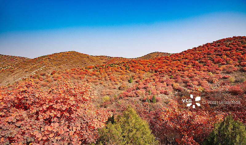 秋天北京舞彩浅山漫山红叶图片素材