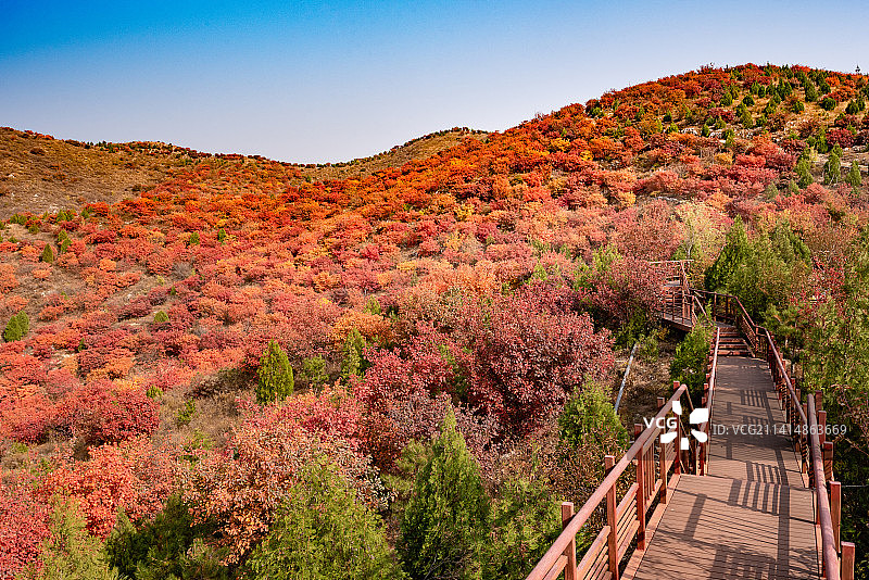 秋天北京舞彩浅山红叶登山栈道图片素材