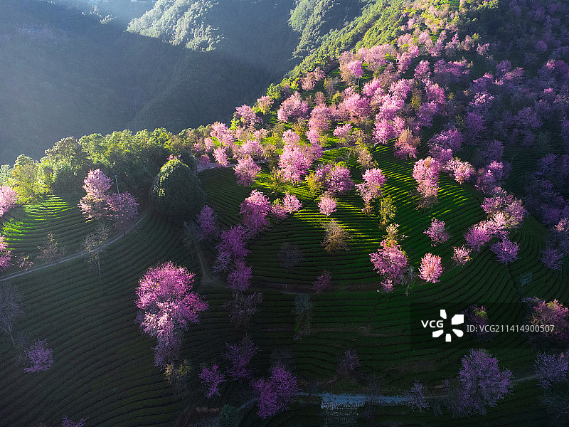 航拍大理无量山樱花谷图片素材