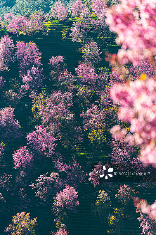 冬樱花和茶园图片素材