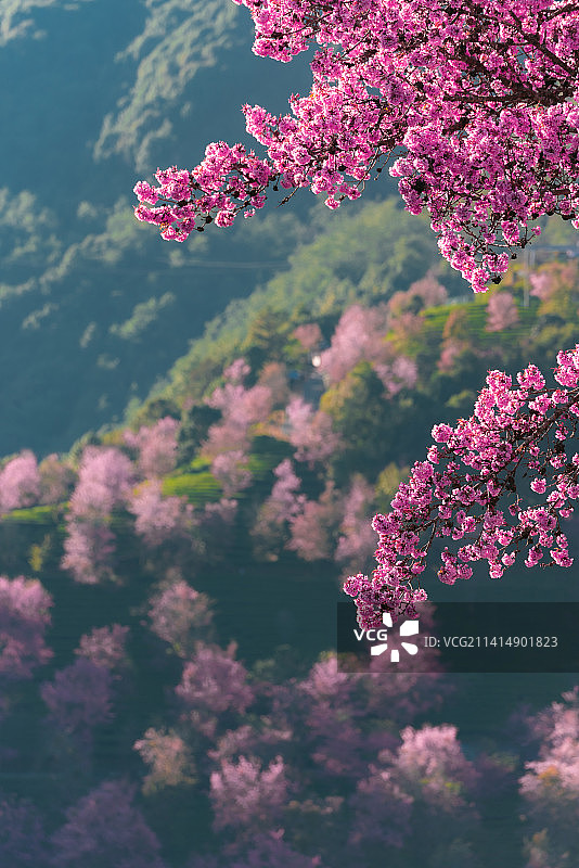 冬樱花和茶园图片素材