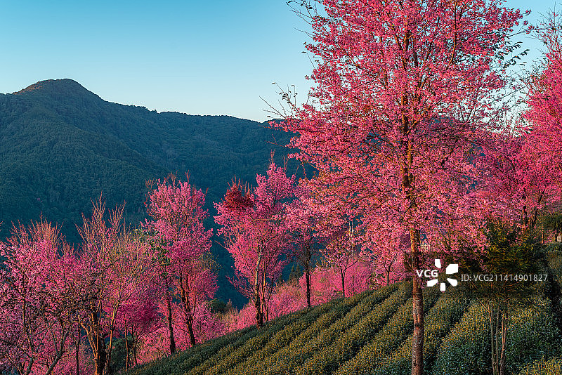 冬樱花和茶园图片素材