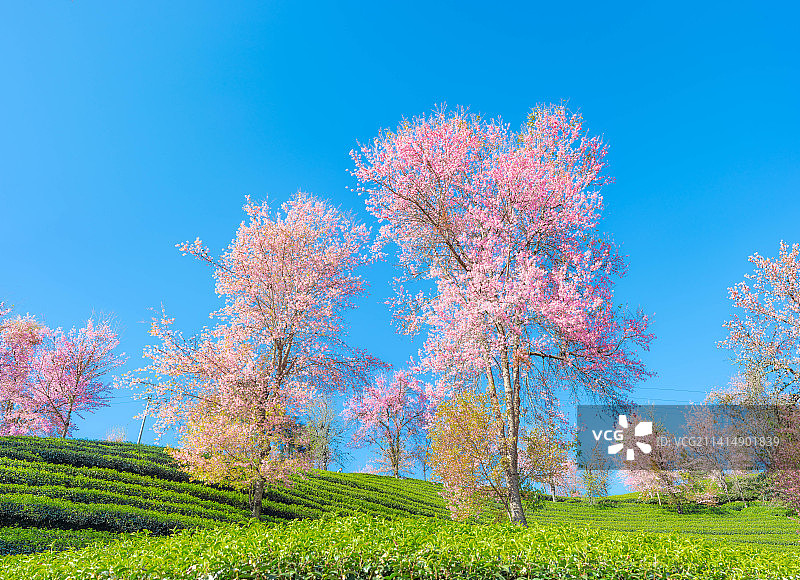 冬樱花和茶园图片素材