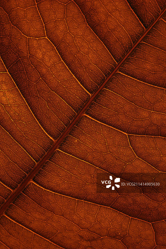 叶的全帧拍摄图片素材