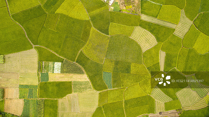 航拍水稻和小路图片素材