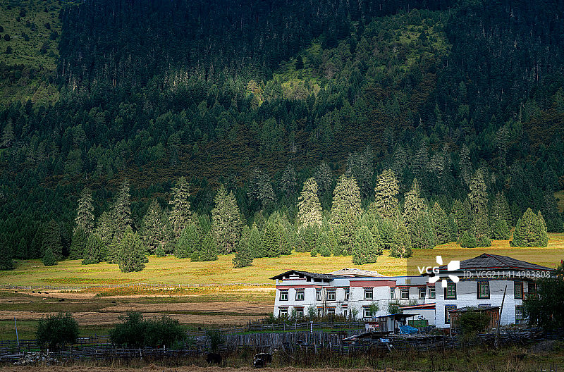 西藏高原上，夕阳光影下的森林和藏式建筑景观图片素材