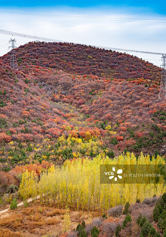 秋天北京顺义舞彩浅山漫山红叶图片素材
