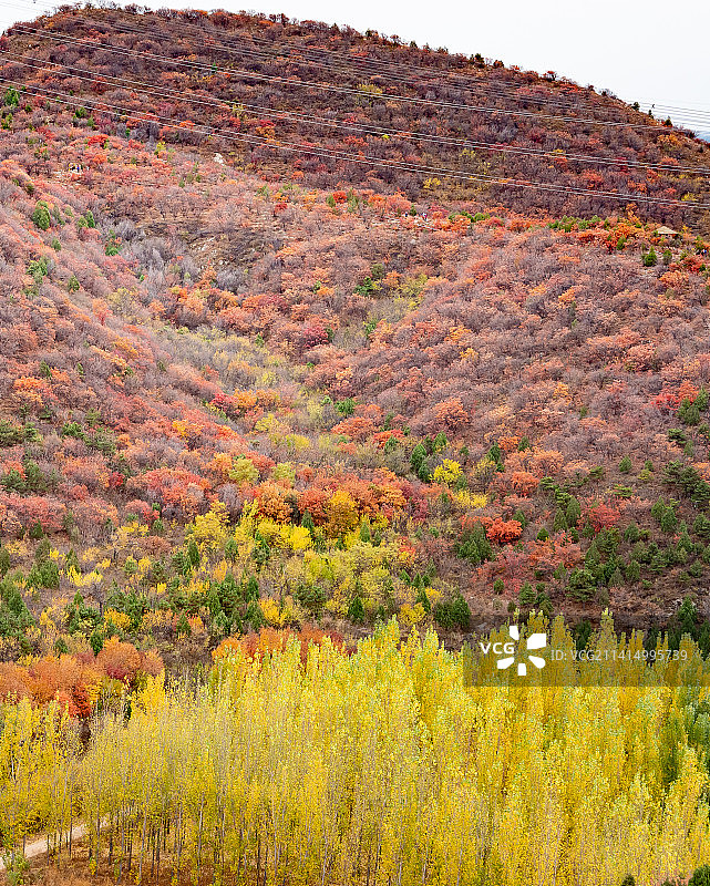 秋天北京顺义舞彩浅山漫山红叶图片素材