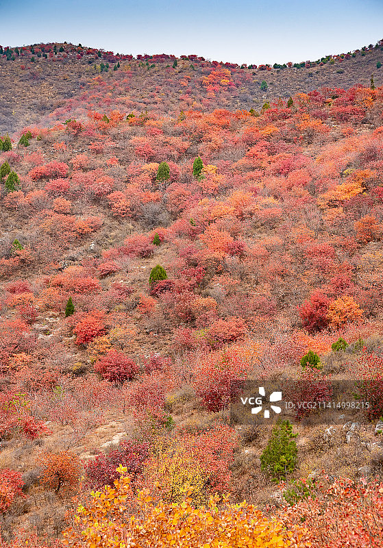 秋天北京顺义舞彩浅山漫山红叶图片素材