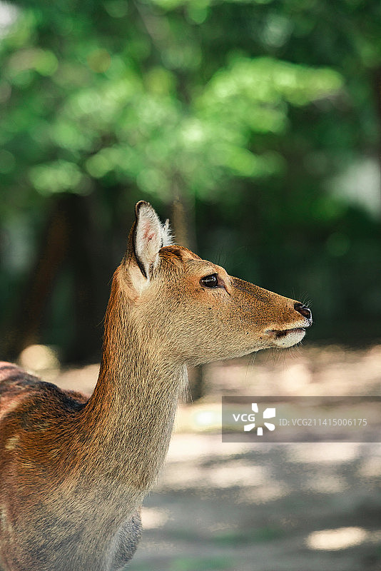 日本关西奈良鹿苑的梅花鹿自然野生动物图片素材