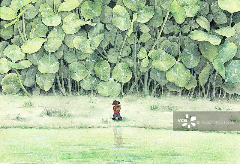 三叶草图片素材