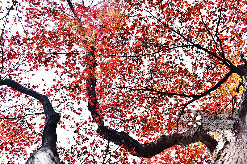 枫叶图片素材
