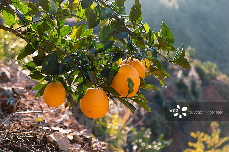 乡村成熟的赣南脐橙图片素材