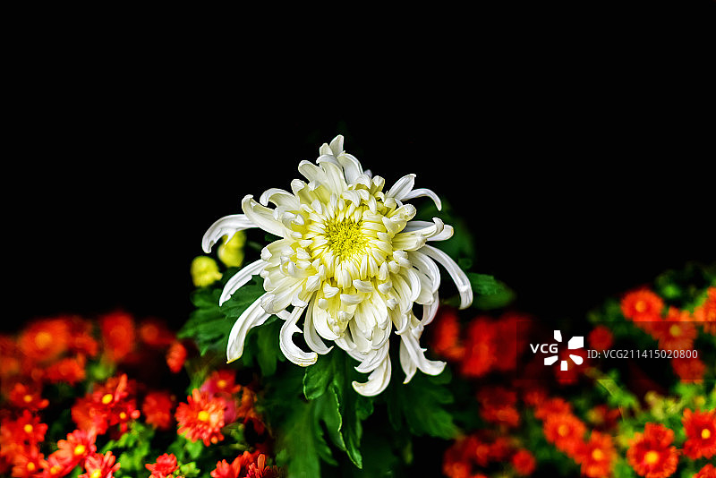 秋菊 CHRYSANTHEMUM（品种名：泉乡万胜）图片素材