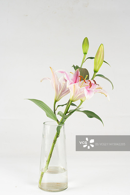 粉红色多头百合花图片素材