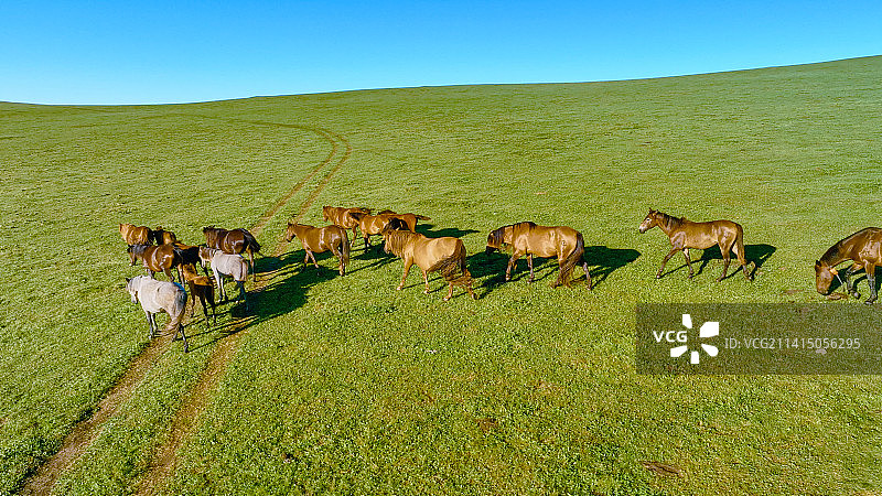内蒙古海拉尔牧马场图片素材