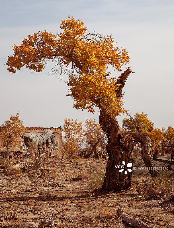 胡杨#12月打卡挑战#图片素材