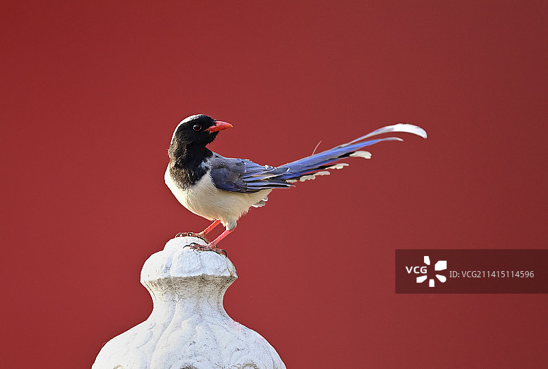 红嘴蓝鹊图片素材