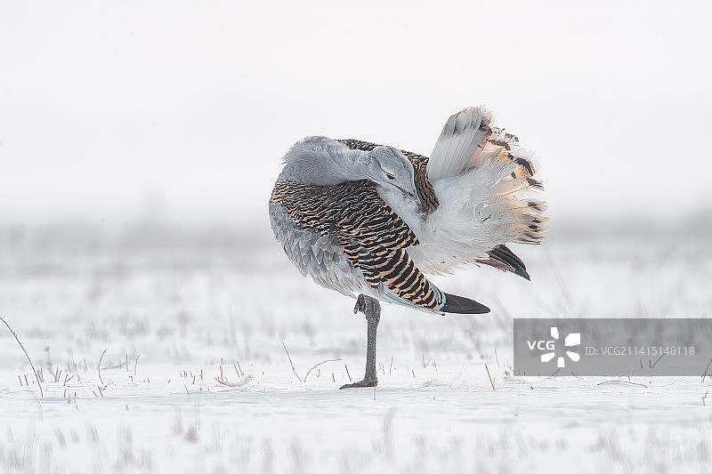栖息在雪地上的大鸨-林甸育苇场图片素材