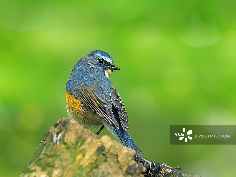 红胁蓝尾鸲图片素材