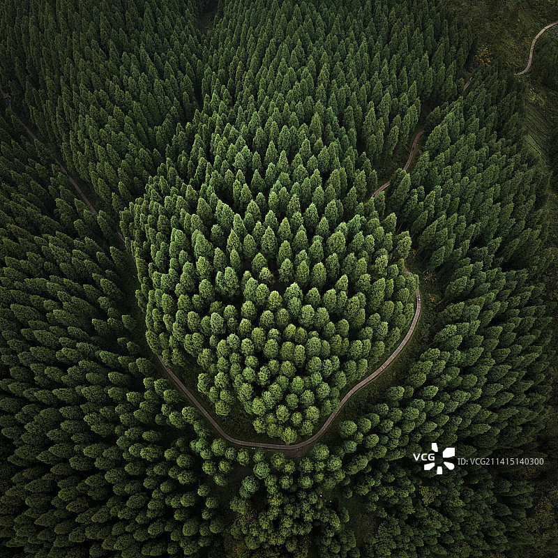 「深林密径」图片素材