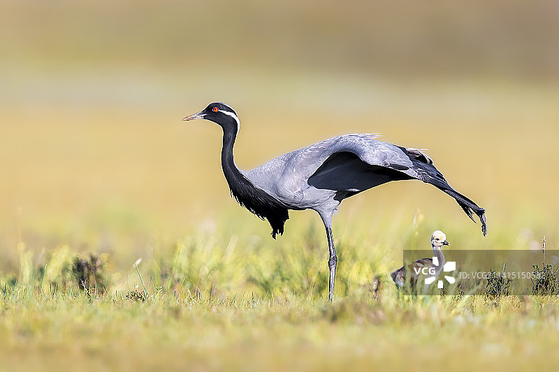 草地蓑羽鹤图片素材