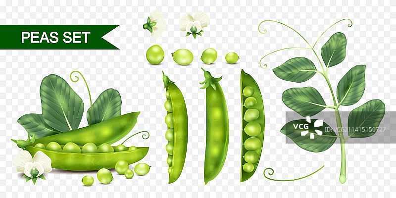 逼真豌豆套装图片素材