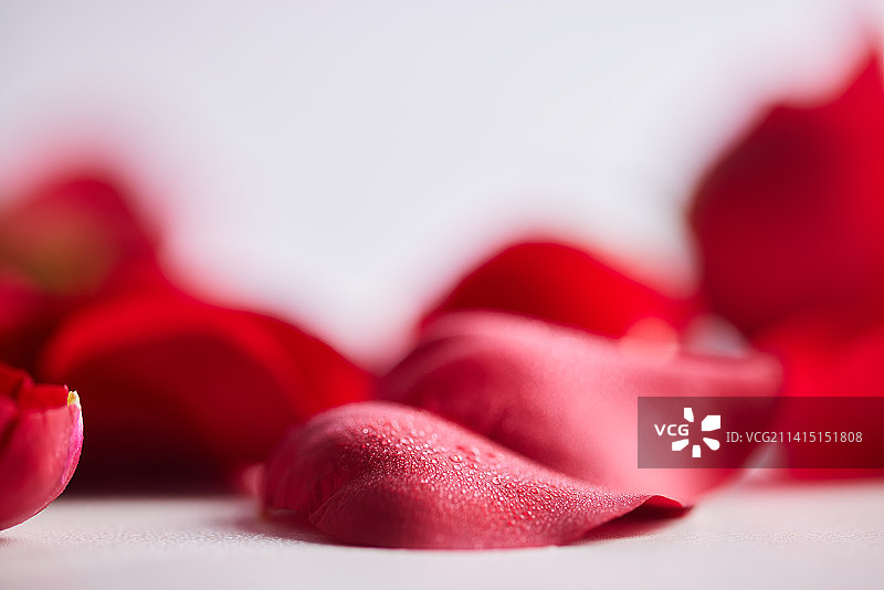 白色背景玫瑰情人节图片素材