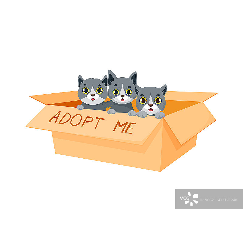 领养猫咪：纸箱里的可爱小猫图片素材
