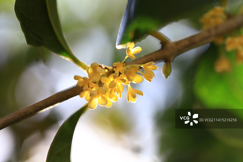 桂花香图片素材