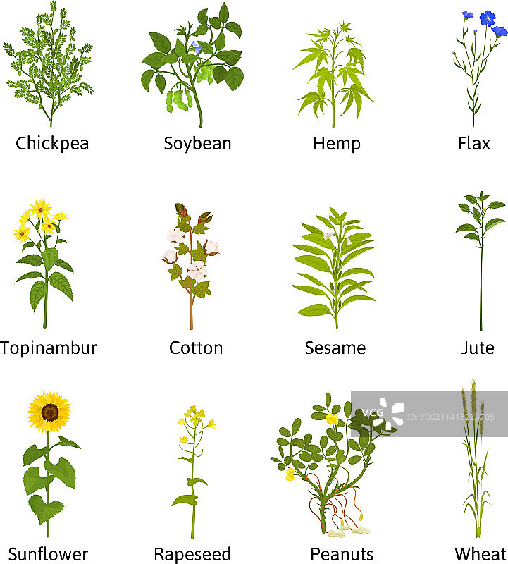 技术花卉植物套装图片素材