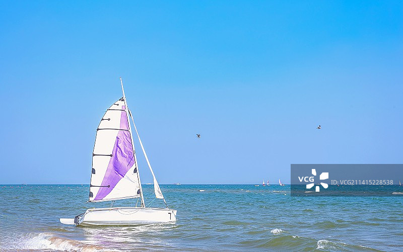 乘风破浪.一帆风顺.纯净蓝色天空下水天一色的河北秦皇岛北戴河蔚蓝海面上的帆船与飞翔的海鸥图片素材