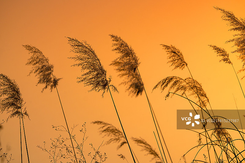 金色夕阳照在芦苇和水面上，冬至时黄河湿地的景色美丽宁静图片素材