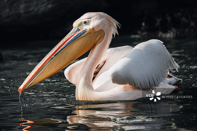 戏水的鹈鹕图片素材