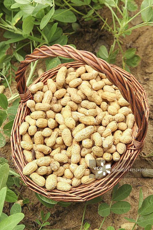 花生地里的新鲜花生图片素材