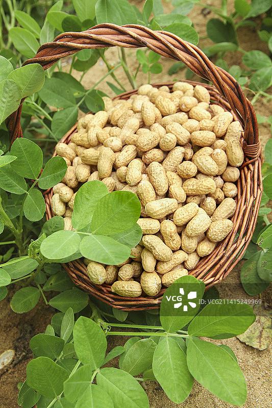 花生地里的新鲜花生图片素材