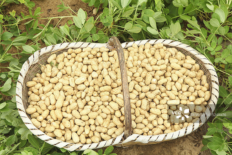 花生地里的新鲜花生图片素材
