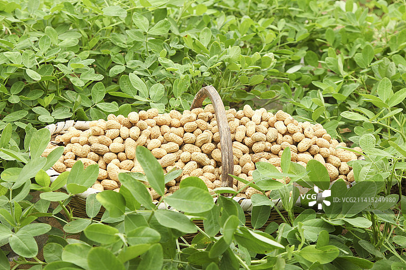 花生地里的新鲜花生图片素材