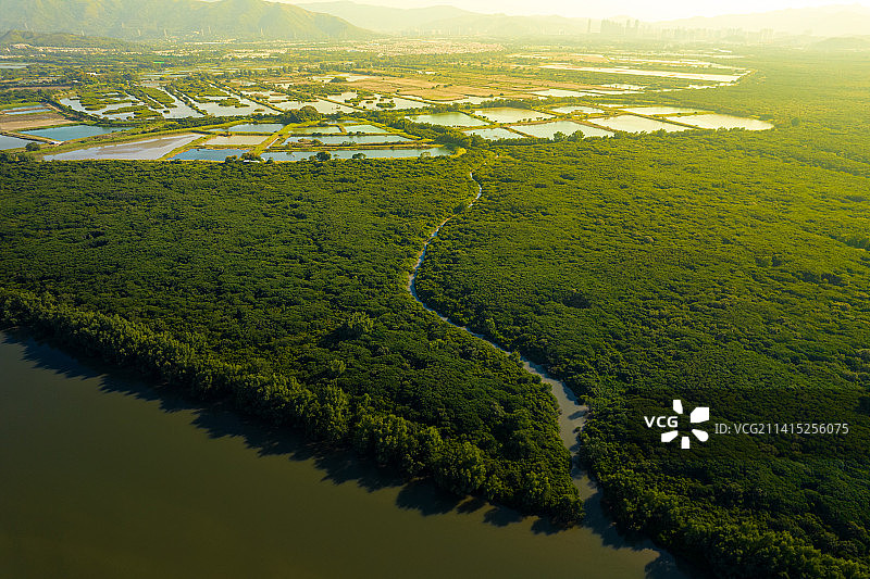 香港米埔湿地公园航拍候鸟野生动物保护区图片素材