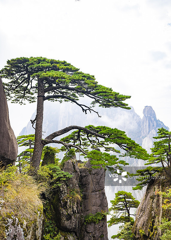 安徽黄山自然风景区的松树图片素材